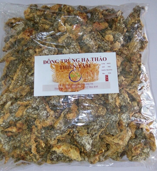 Đế đông trùng hạ thảo