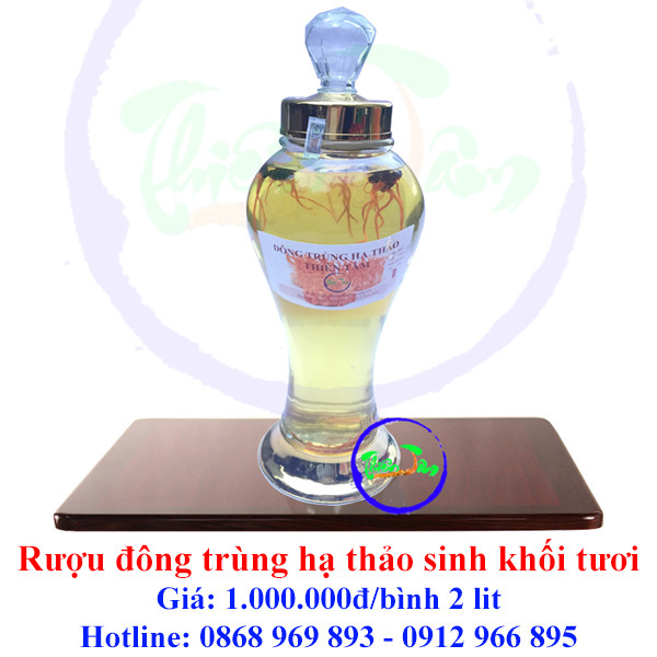Giá rượu đông trùng hạ thảo ngâm sinh khối tươi