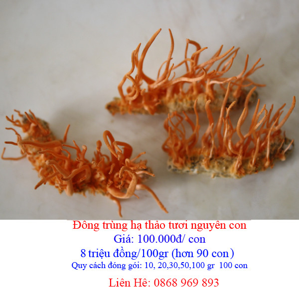 Đông trùng hạ thảo nguyên con tươi