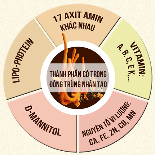 thành phần của đông trùng hạ thảo