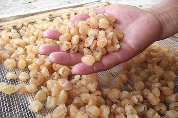 Nguyên liệu lon nhãn  hầm hạt sen đông trùng hạ thảo