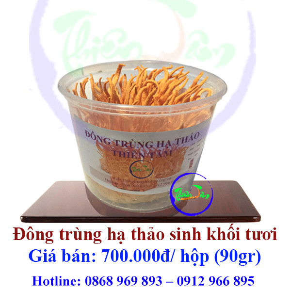 Đông trùng hạ thảo sinh khối tươi